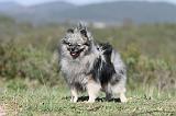 SPITZ ALLEMAND 143